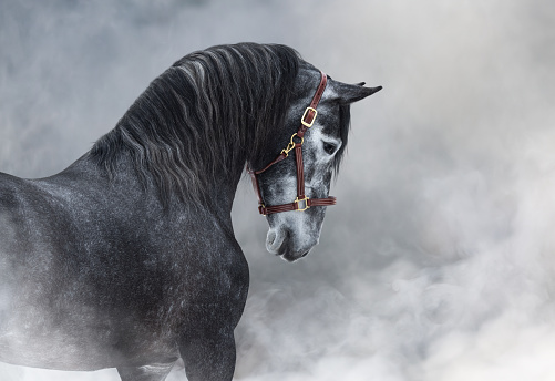 Horizontal portrait of dark gray Purebred Spanish horse in halter in light smoke.