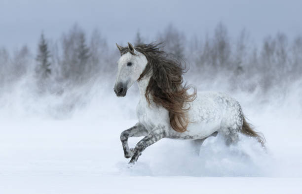 cavallo spagnolo dalla vita lunga grigia al galoppo durante la tempesta di neve. - horse winter dapple gray gray foto e immagini stock