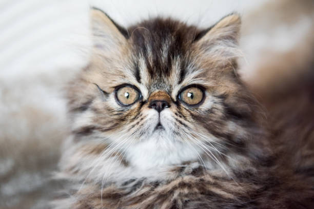 istock Beautiful Persian kitten cat marble color coat 1132981132