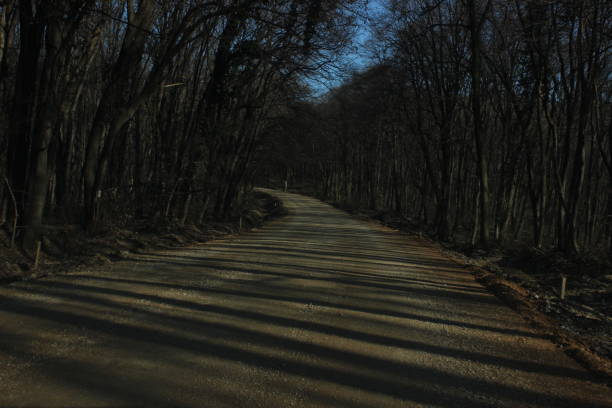 Country Road in a forest in February without foliage
