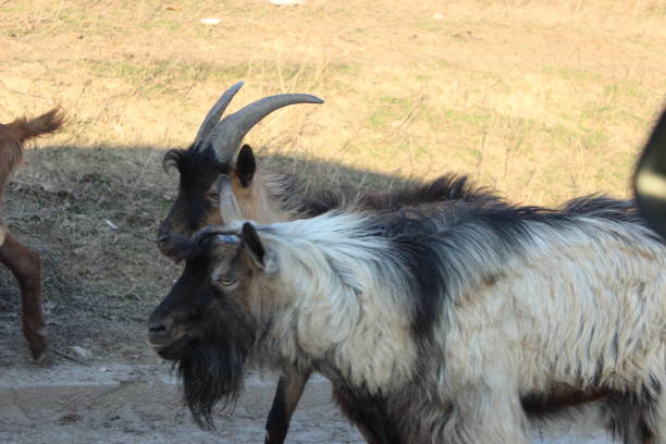 istock Village Goats and sheeps animals going home 1132981210