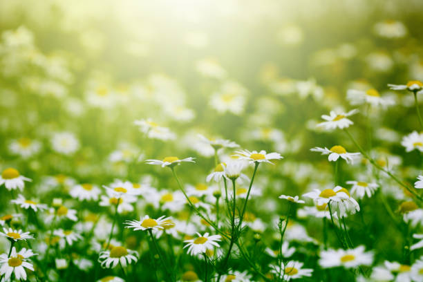 istock little daisy in the green garden grass 1132982355