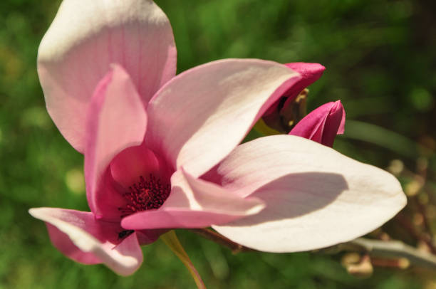 istock Pink magnolia flowers, magnolia tree 1132984418