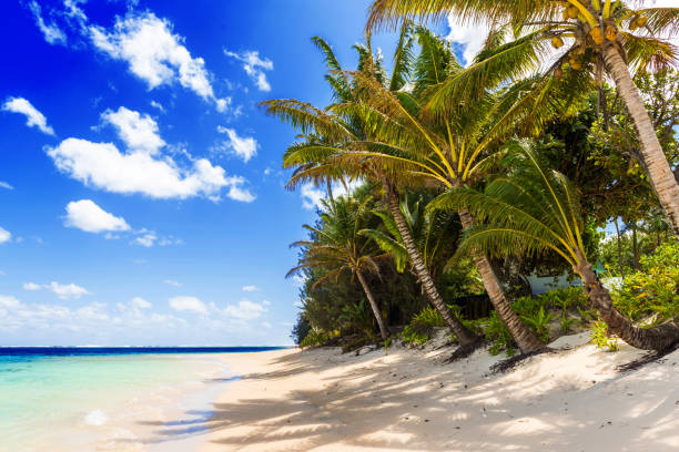 istock View of the sandy beach, Cook Islands, South Pacific. Copy space for text 1132984584