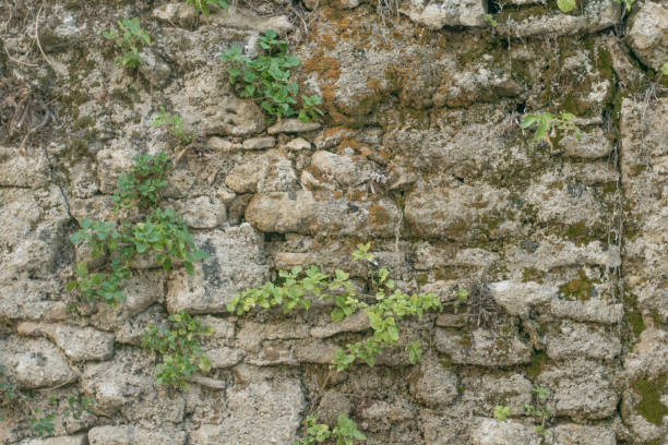 istock Concrete wall with ornamental plants. 1132984595