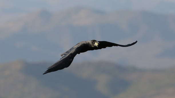 istock Crow of Ethiopia 1132985638