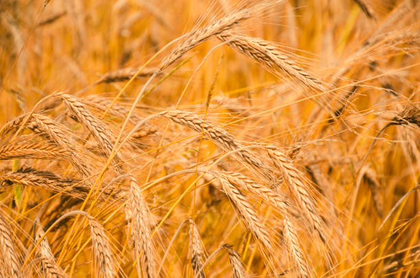 istock Young farmer in wheat field 1132986274