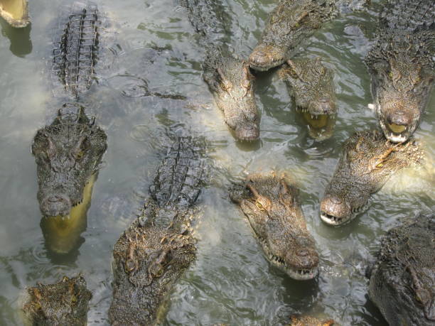 istock Siamese Freshwater Crocodile, Thailand 1132986297