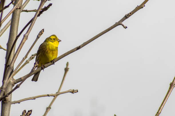 in Cerdanya, Girona, Spain