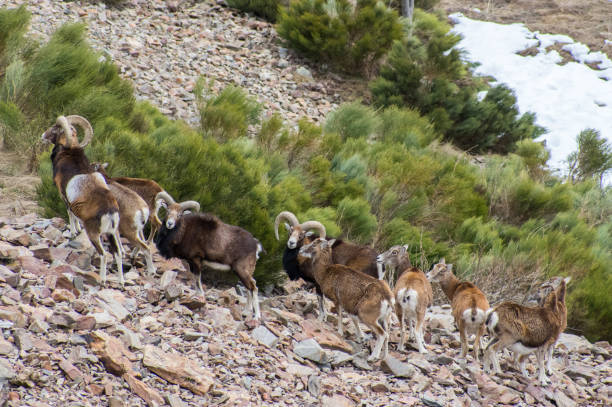 istock Wild goat herd is pasturing at the mountain side 1132987538