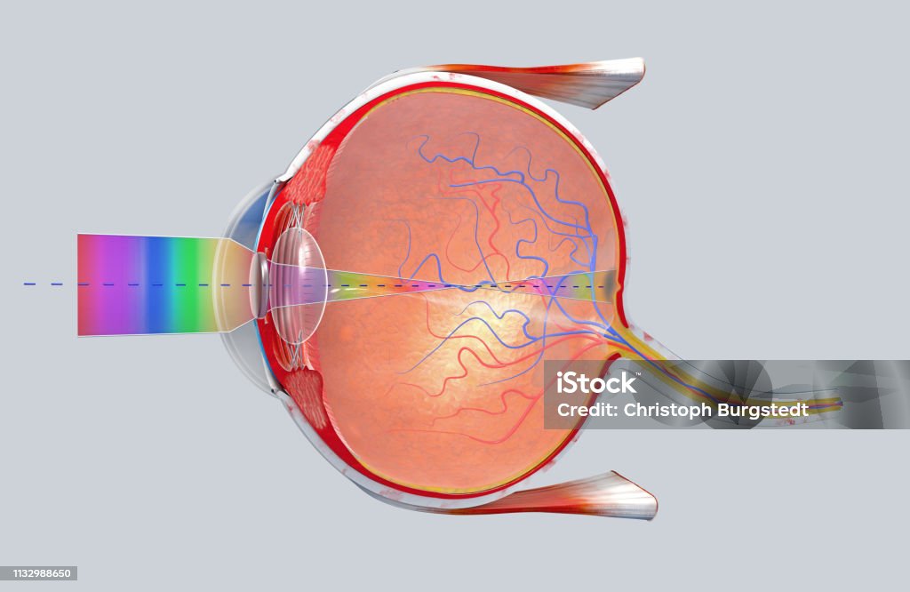 3D illustration of a cross-section of the human eye in a side view Optic Nerve Stock Photo