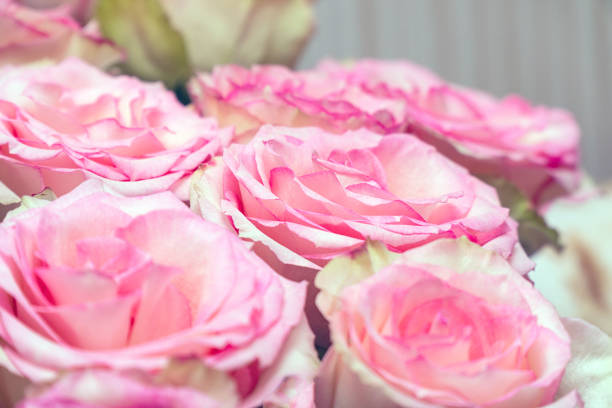 istock Opened buds of pink roses close-up 1132989110