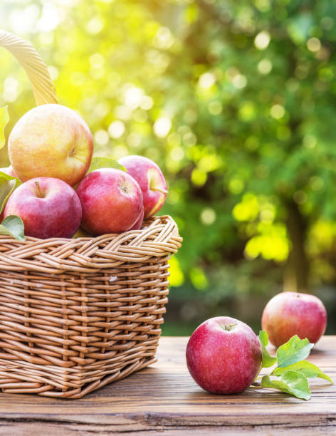 istock Apple harvest. Ripe red apples in the basket. 1132990399