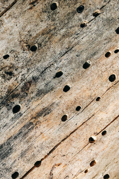 istock Wooden bark tree pattern with holes from insects. Natural background texture. Forest in summer. 1132990451