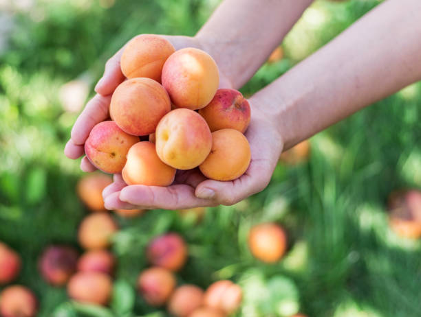istock Ripe yellow apricots in female hands. 1132990512