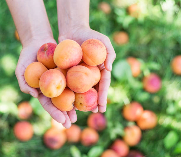 istock Ripe yellow apricots in female hands. 1132990671