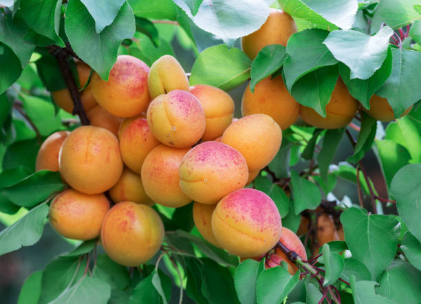 istock Ripe apricots on the orchard tree in the garden. 1132990989