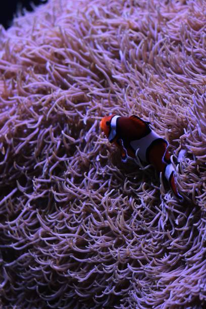 istock Clown fish swimming in coral 1132991896