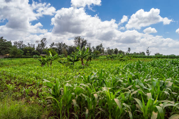 Maize and banana field in the countryside stock photo