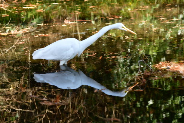 A white egret is looking for food in a pond in Tokyo.