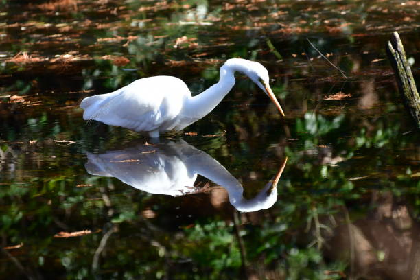 istock Egret Looking for Food in Pond 1132993382