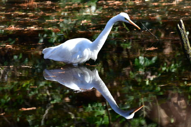 istock Egret Looking for Food in Pond 1132993393