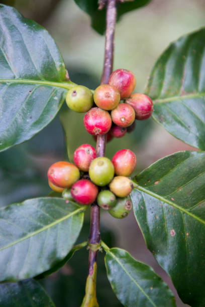istock THAILAND LAMPANG COFFEE PLANTATIONS 1132993452