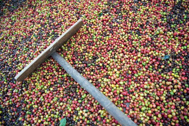 istock THAILAND LAMPANG COFFEE PLANTATIONS 1132993659