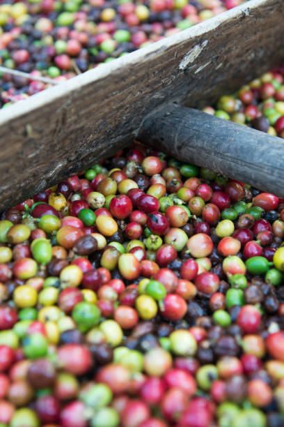 istock THAILAND LAMPANG COFFEE PLANTATIONS 1132993699