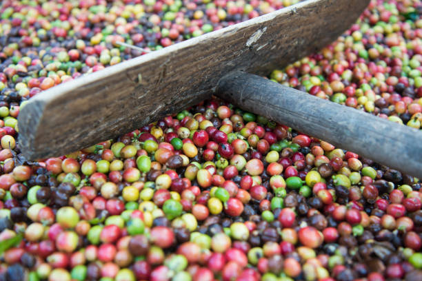 istock THAILAND LAMPANG COFFEE PLANTATIONS 1132993722