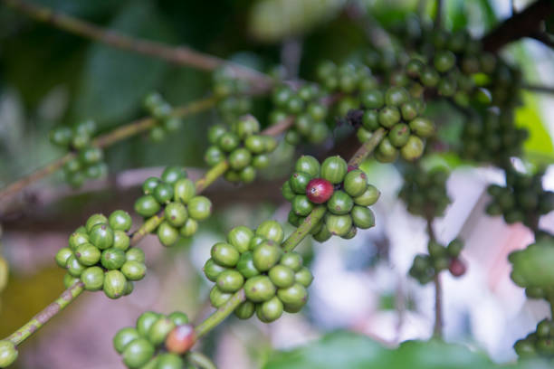 istock THAILAND LAMPANG COFFEE PLANTATIONS 1132994439