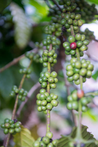 istock THAILAND LAMPANG COFFEE PLANTATIONS 1132994442