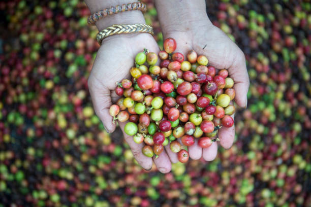 istock THAILAND LAMPANG COFFEE PLANTATIONS 1132994471