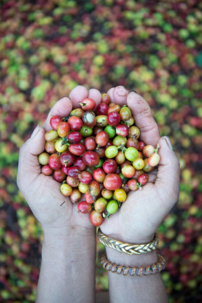 istock THAILAND LAMPANG COFFEE PLANTATIONS 1132994550