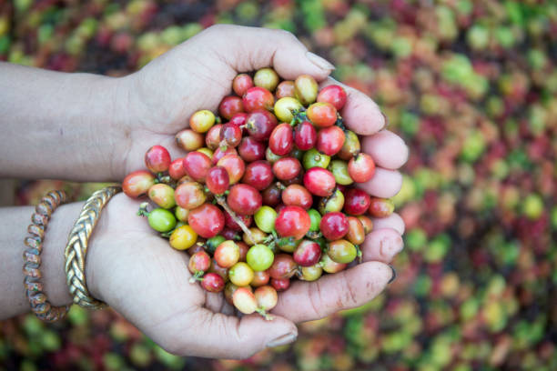 istock THAILAND LAMPANG COFFEE PLANTATIONS 1132994683