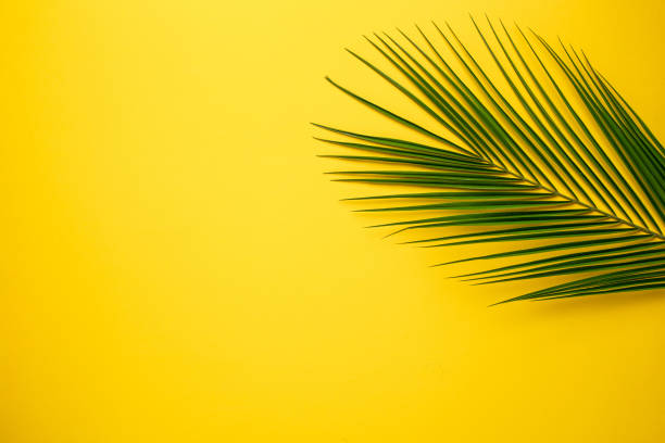 istock Tropical palm tree on yellow background 1132994696