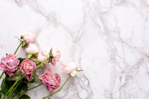 istock Dried pink roses on marble background macro 1132994707