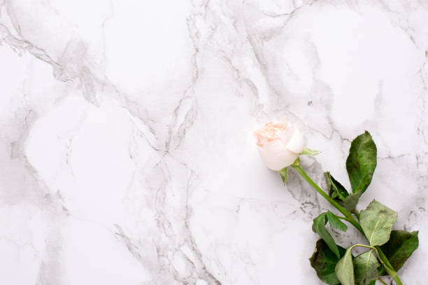 istock Dried white rose on marble background top view 1132994715