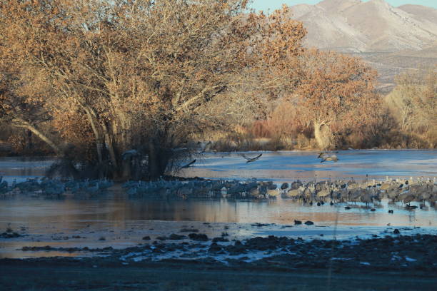 istock Sandhill Crane Bosque del Apache Wildlife Reserve New Mexico USA 1132995268