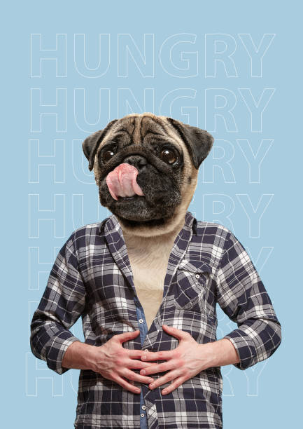 Contemporary art collage or portrait of positive dog headed man. Modern style pop art zine culture concept. Contemporary art collage or portrait of positive dog headed man. Modern style pop zine culture concept. hunger pug photos stock pictures, royalty-free photos & images