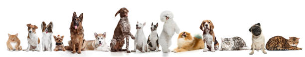 различные собаки, глядя на камеру изолированы на белом фоне - dog group of animals variation in a row стоковые фото и изображения