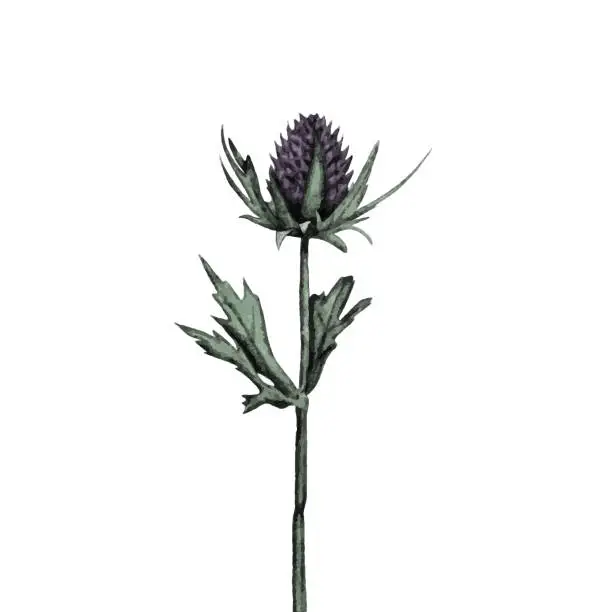 Vector illustration of Hand drawn sketch thistle flower