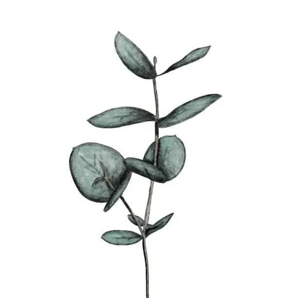 Vector illustration of Hand drawn eucalytus flower sketch design