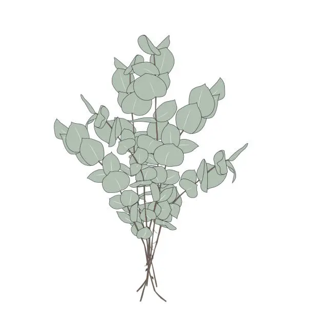 Vector illustration of Hand drawn eucalyptus flower sketch design