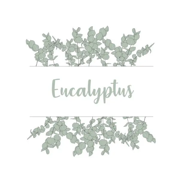 Vector illustration of Hand drawn eucalyptus flower sketch design
