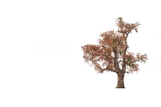 Photo of Withered tree