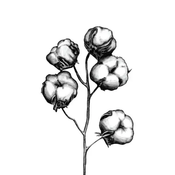 Vector illustration of Hand drawn cotton flower branch sketch design
