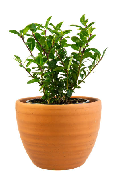 istock Isolated potted ilex crenata bush 1132997596