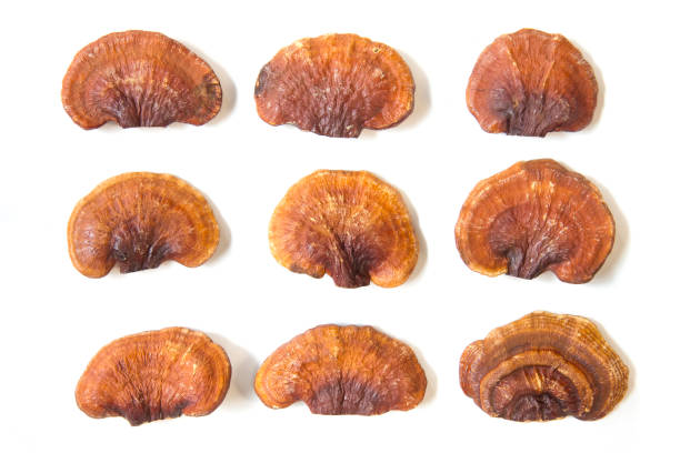 istock close up Lingzhi Mushroom Isolated on white background 1132997739