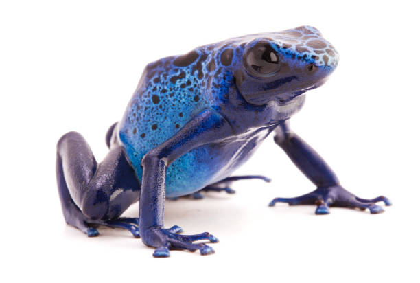 istock Dendrobates azureus, a vibrant blue poison dart frog from the tropical Amazon rain forest in Suriname 1132998151